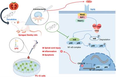 Tomatidine relieves neuronal damage in spinal cord injury by inhibiting the inflammatory responses and apoptosis through blocking the NF-κB/CXCL10 pathway activation